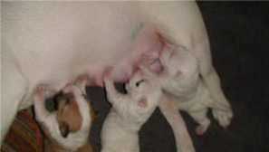 Kako mladiči iz psa, ki mučijo, in prenehajo z dojenjem pri psici